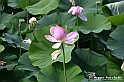 VBS_4589 - Fioritura loto a Vezza d'Alba